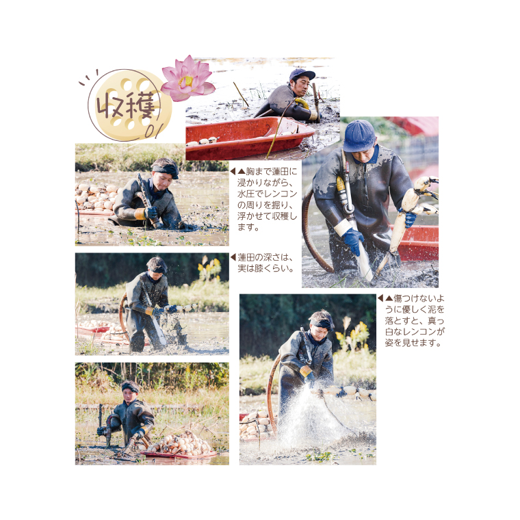 ＼先行予約・数量限定／オーガニック肥料で育てたれんこん 4kg (8月上旬発送開始予定)【茨城県 鹿嶋市 有機栽培 オーガニック レンコン 蓮根 野菜 根菜 産地直送 有機野菜 】（KBJ-2）