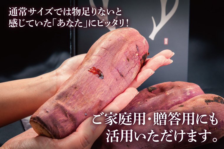 【先行予約】熟成 大きい焼き芋（紅はるか）1.2kg以上 【超ビックサイズ！リピーター続出！ 焼きいも 焼芋 焼き芋 焼きいも やきいも さつまいも 紅はるか 鹿嶋市】（KBK-48）