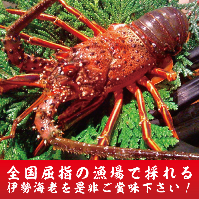 【漁師直送／生】伊勢海老（1kg／2〜5尾）（KBL-22）