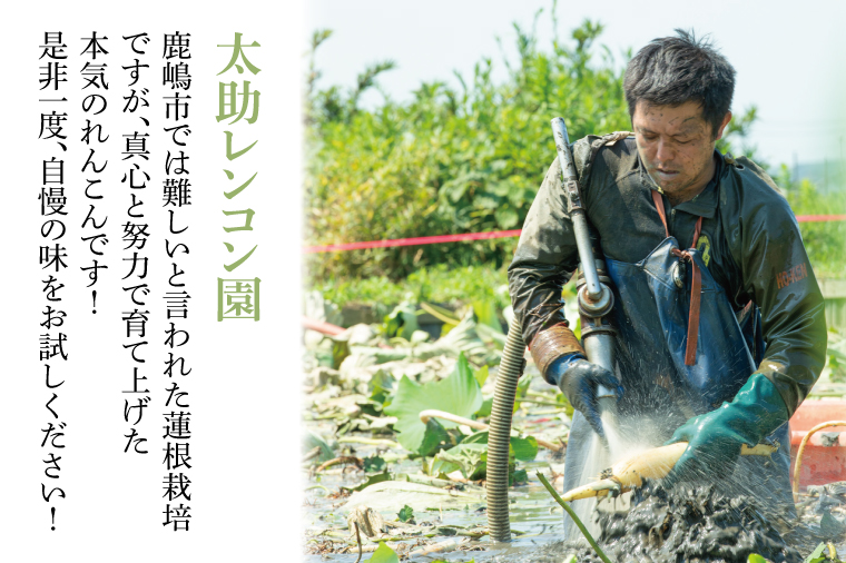 【先行予約】【セット販売】太助レンコン&蓮根肉餃子のおばけん 【4kg&40粒】【野菜 ギョーザ れんこん しゃきしゃき おいしい 食べきり 茨城県 鹿嶋市】（KBU-6）