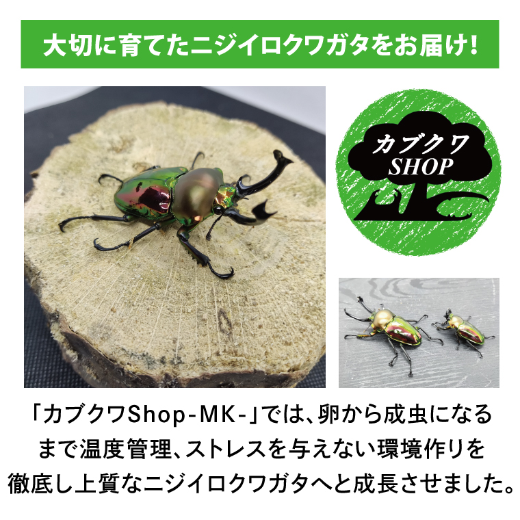 ニジイロクワガタ オス飼育セット④【クワガタ クワガタムシ 昆虫 虫  飼育 セット 夏休み 自由研究 鹿嶋市 茨城県】（KBY-12）