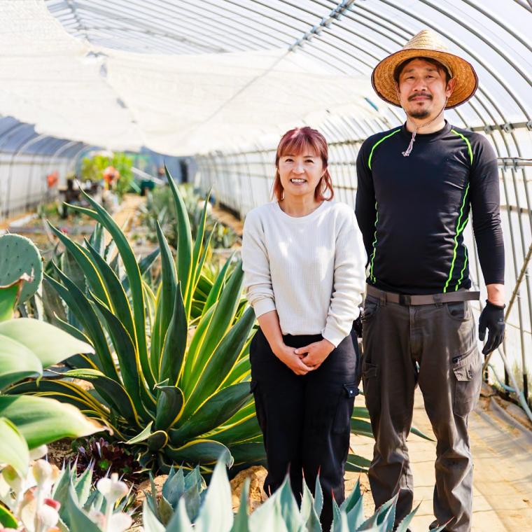 鹿嶋市産 実生アガベ・オテロイ（3～3.5号鉢サイズ）【アガベ オテロイ 多肉植物 鉢 茨城県 鹿嶋市】（KCP-11）