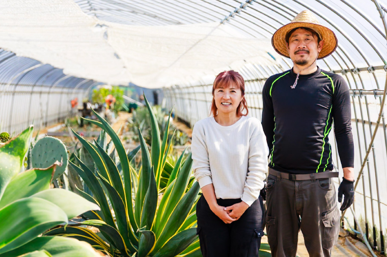 鹿嶋市産アガベ！　アガベ　パラサナ　５号鉢【アガベ多肉植物 キャベツヘッド 鉢 数量限定 茨城県 鹿嶋市 20000円以内】（KCP-9）