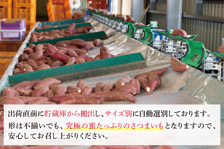 【先行予約】【訳あり 不揃い】完熟高糖度 さつまいも（紅はるか）約5kg（サイズ：2S～L）【熟成 サツマイモ 焼き芋 訳あり 訳あり キュアリング 茨城県 鹿嶋市産】【2025年12月～順次発送】（KDV-002） 2S～L