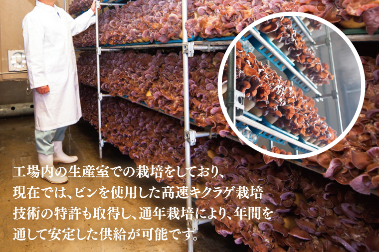 KL-3　コリコリ食感！生きくらげ