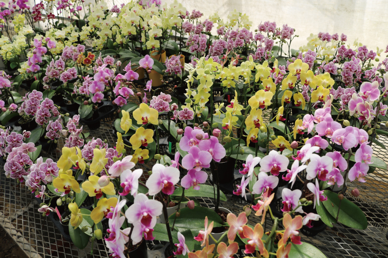 花農家応援企画！！おまかせミニ胡蝶蘭（3本寄せ）【お花 花 コチョウラン 胡蝶蘭 蘭 ラッピング 贈り物 プレゼント 誕生日 お祝い 誕生日 母の日 父の日 敬老の日 鹿嶋市 茨城県】（KAR-10）