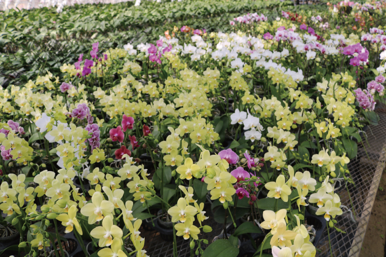 おまかせミニ胡蝶蘭（5本寄せ35輪以上）【お花 花 コチョウラン 胡蝶蘭 蘭 ラッピング 贈り物 プレゼント 誕生日 お祝い 誕生日 母の日 父の日 敬老の日 鹿嶋市 茨城県】（KAR-3）