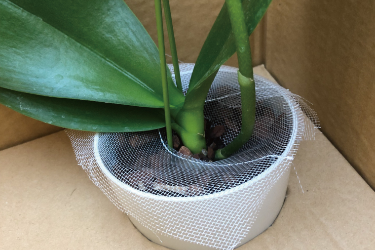 おまかせミニ胡蝶蘭（単鉢・7輪以上）4鉢セット【お花 花 コチョウラン 胡蝶蘭 蘭 贈り物 プレゼント 誕生日 お祝い 誕生日 母の日 父の日 敬老の日 鹿嶋市 茨城県】（KAR-7）