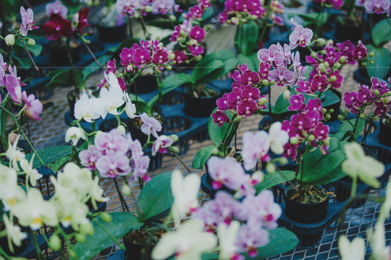 おまかせミニ胡蝶蘭（単鉢・7輪以上）3鉢セット【お花 花 コチョウラン 胡蝶蘭 蘭 贈り物 プレゼント 誕生日 お祝い 誕生日 母の日 父の日 敬老の日 鹿嶋市 茨城県】（KAR-8）