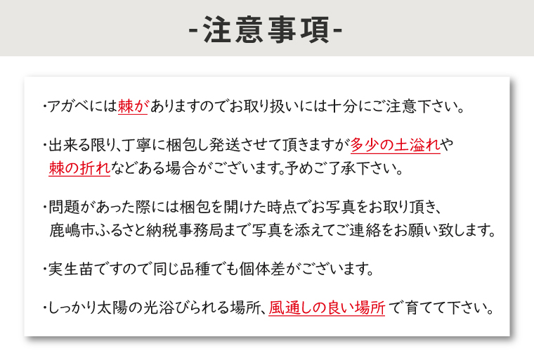 鹿嶋市産アガベ！　ジェミニフローラ　５号鉢【アガベ ジェミニフローラ多肉植物 鉢 数量限定 ツインフラワード 茨城県 鹿嶋市 20000円以内】（KCP-10）