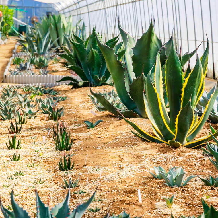 鹿嶋市産 実生アガベ・オテロイ（3～3.5号鉢サイズ）【アガベ オテロイ 多肉植物 鉢 茨城県 鹿嶋市】（KCP-11）