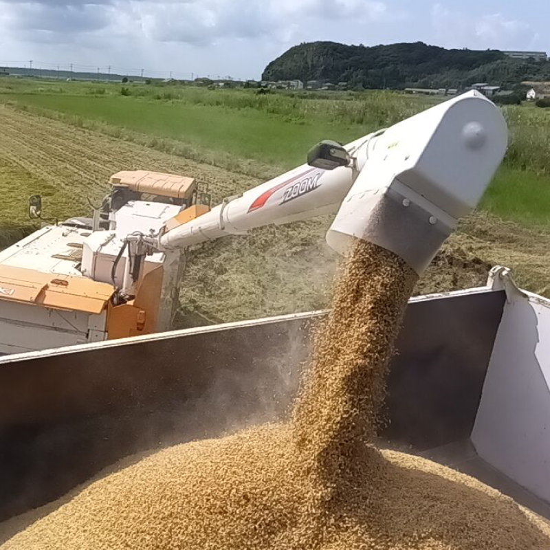 ★令和8年産 先行予約★ 数量限定 米 精米 白米 5kg「こしひかり」先行予約 鹿嶋市産【令和8年産 コシヒカリ 5キロ お米 コメ ごはん ライス ブランド米 茨城県 鹿嶋市】(KEJ-7) 5kg（単品）