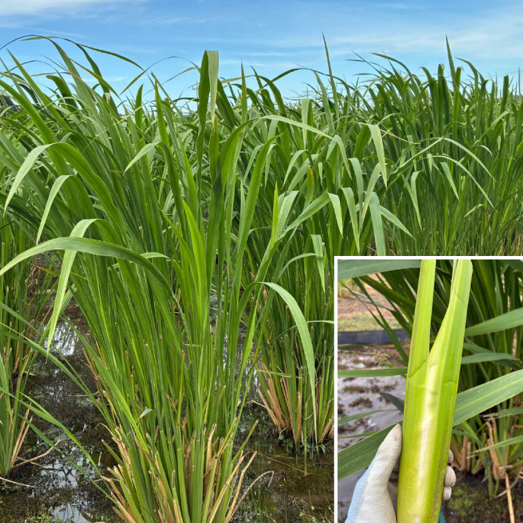御船餃子（70個入り）【マコモタケ ぎょうざ ギョウザ 焼き餃子 水餃子 冷凍 小分け パック 茨城県 鹿嶋市 ふるさと納税】（KNO-1）