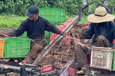 ロイヤルスイートハニー（鹿島みたらし芋）2kg (KK-12)