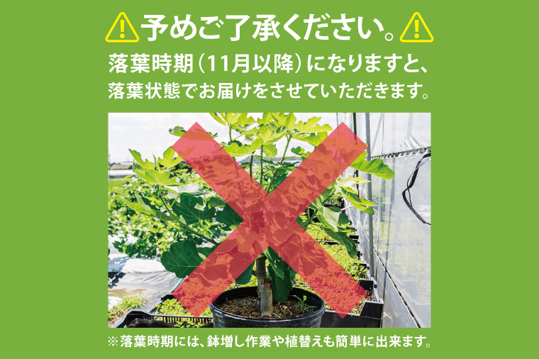 イチジク苗木 3年物【なえぎ 観葉 植物 いちじく 自宅 ポット ドーフィン 茨城県 鹿嶋市】（KAE-9）