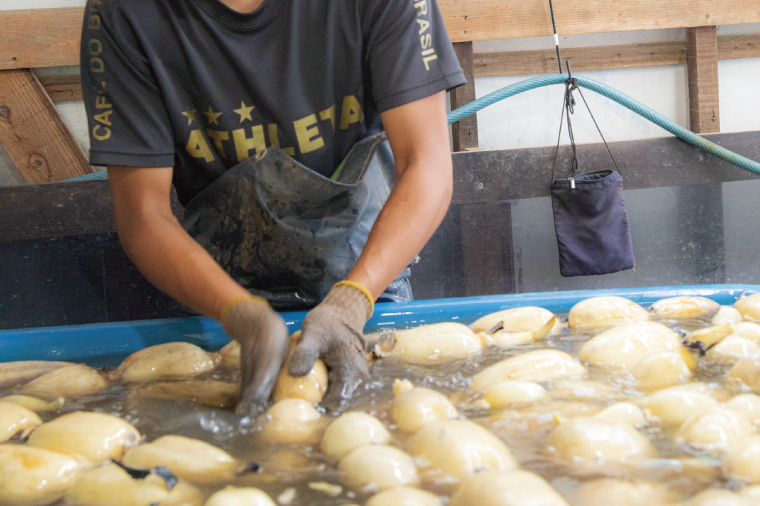 【お試しサイズ】蓮根肉餃子のおばけん【20粒】【野菜 ギョーザ れんこん しゃきしゃき おいしい 食べきり 茨城県 鹿嶋市】（KBU-19）