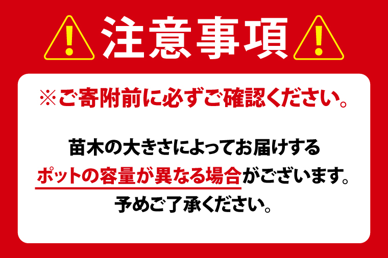 イチジク苗木 3年物【なえぎ 観葉 植物 いちじく 自宅 ポット ドーフィン 茨城県 鹿嶋市】（KAE-9）