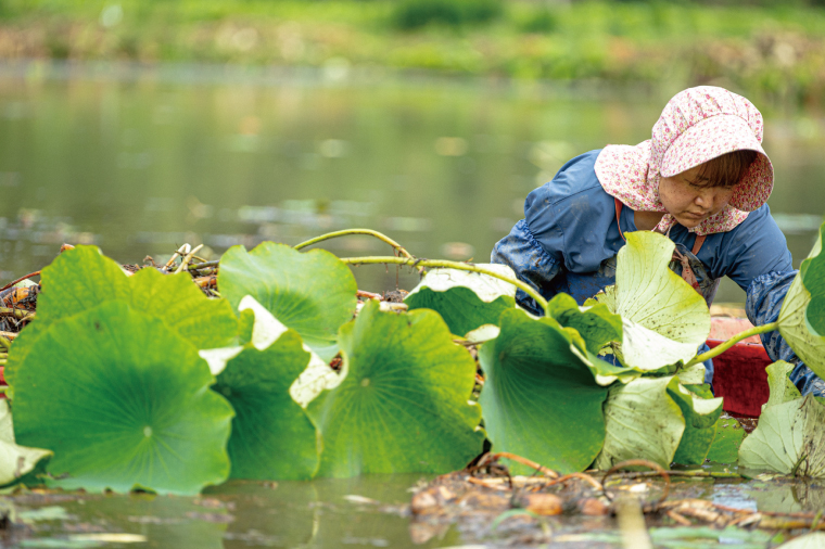 【先行予約】【セット販売】太助レンコン&蓮根肉餃子のおばけん 【4kg&40粒】【野菜 ギョーザ れんこん しゃきしゃき おいしい 食べきり 茨城県 鹿嶋市】（KBU-6）