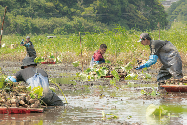 【お試しサイズ】蓮根肉餃子のおばけん【20粒】【野菜 ギョーザ れんこん しゃきしゃき おいしい 食べきり 茨城県 鹿嶋市】（KBU-19）