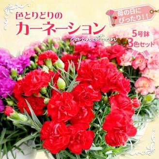 色とりどりのカーネーション（5号鉢）3色セット 母の日　花　プレゼント（KAQ-1）