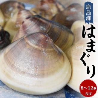 鹿島灘はまぐり【ハマグリ 蛤 海鮮 貝 魚貝 鹿嶋市 茨城県 20000円以内 2万円以内）（KM-2）