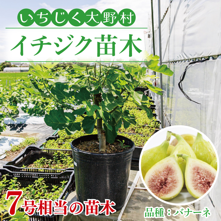 イチジク苗木7号ポット（バナーネ）【苗木 観葉 植物 いちじく 自宅 ポット茨城県 鹿嶋市】（KAE-10）