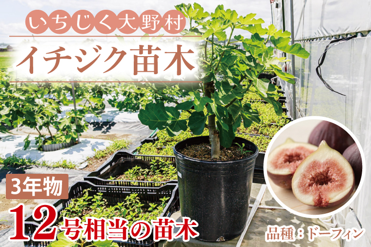 イチジク苗木 3年物【なえぎ 観葉 植物 いちじく 自宅 ポット ドーフィン 茨城県 鹿嶋市】（KAE-9）