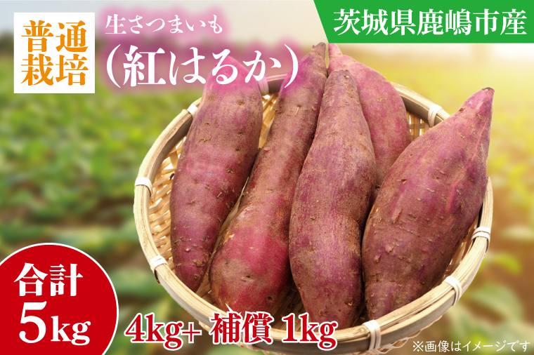 【10月中旬～11月末までの発送品！】【普通栽培】紅はるか 生さつまいも(4kg+約25%補償分)　計 約5kg【サツマイモ 芋 いも べにはるか 自然栽培 新鮮 焼き芋 煮物 天ぷら スイートポテト 鹿嶋市 茨城県】（KAG-41）