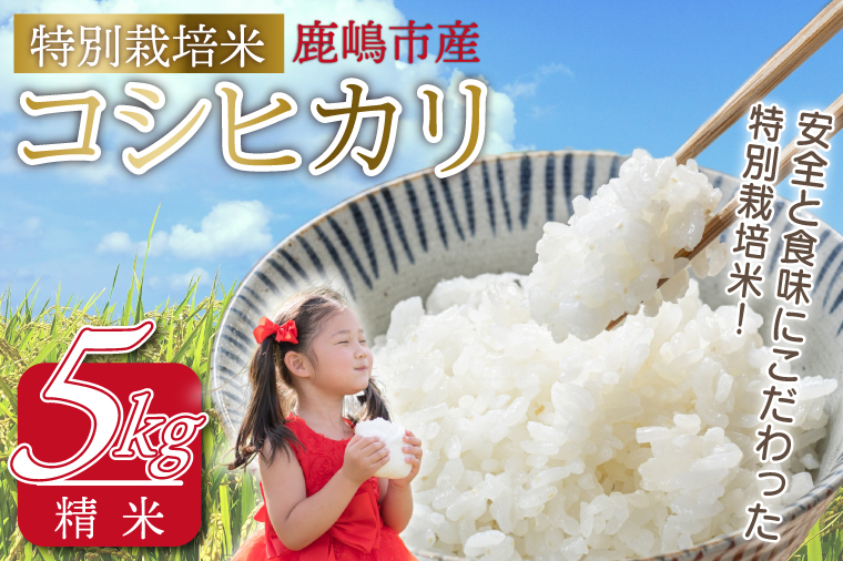 令和7年産 鹿嶋市産 特別栽培米コシヒカリ（精米）5kg【こしひかり 白米 特別栽培米 米 精米 茨城県 鹿嶋市 15000円以内 】（KAK-5） コシヒカリ 5kg