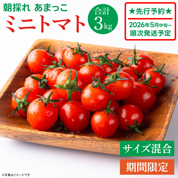 【先行予約★2026年5月中旬頃～順次発送！】【人気商品】朝採れ あまっこ ミニトマト ３kg 【やさい 野菜 トマト 甘い プチトマト 新鮮 フレッシュ 産地 直送 10000円以下 茨城県 鹿嶋市 】（KAM-31）