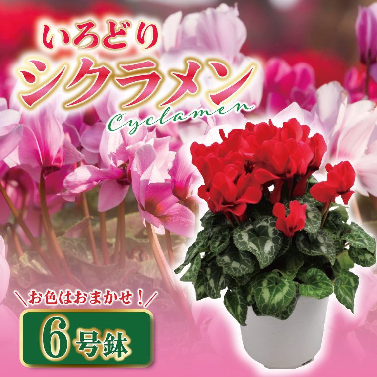 【数量限定】シクラメン【6号鉢】1鉢 花 鉢植え 鉢花  ギフト お祝い 贈答品 インテリア 庭 ガーデン（KAQ-3）