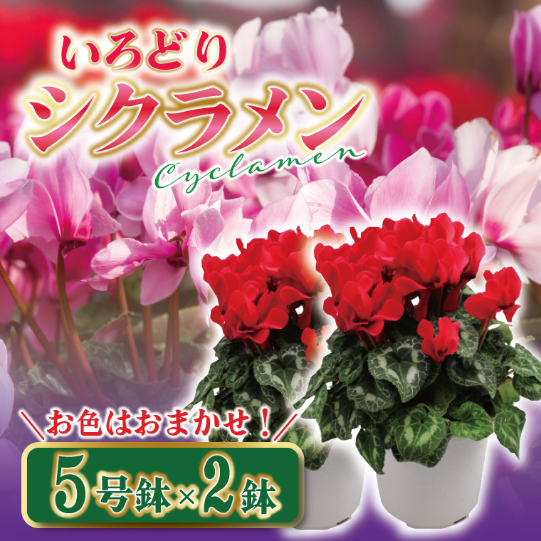 【数量限定】【11月より発送開始】いろどりシクラメン5号鉢-2鉢セット【花 鉢植え 鉢花  ギフト お祝い 贈答品 インテリア 庭 ガーデン】（KAQ-7）