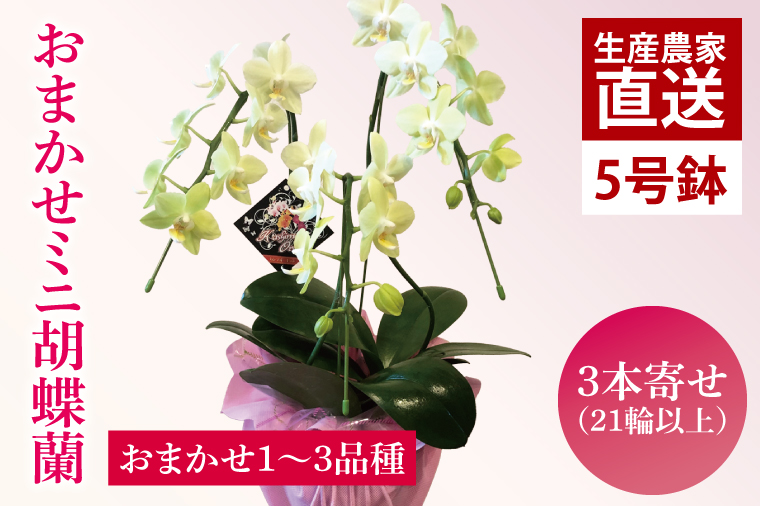 花農家応援企画！！おまかせミニ胡蝶蘭（3本寄せ）【お花 花 コチョウラン 胡蝶蘭 蘭 ラッピング 贈り物 プレゼント 誕生日 お祝い 誕生日 母の日 父の日 敬老の日 鹿嶋市 茨城県】（KAR-10）