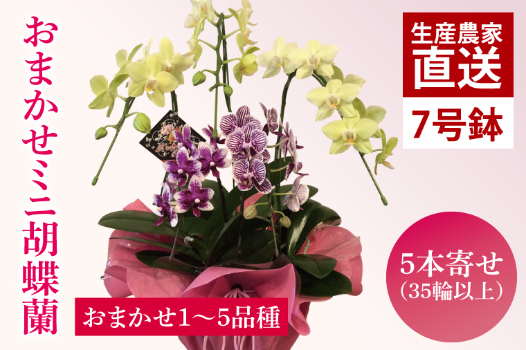 花農家応援企画！！おまかせミニ胡蝶蘭（5本寄せ）【お花 花 コチョウラン 胡蝶蘭 蘭 ラッピング 贈り物 プレゼント 誕生日 お祝い 誕生日 母の日 父の日 敬老の日 鹿嶋市 茨城県】（KAR-11）