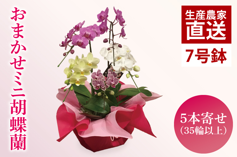 おまかせミニ胡蝶蘭（5本寄せ35輪以上）【お花 花 コチョウラン 胡蝶蘭 蘭 ラッピング 贈り物 プレゼント 誕生日 お祝い 誕生日 母の日 父の日 敬老の日 鹿嶋市 茨城県】（KAR-3）
