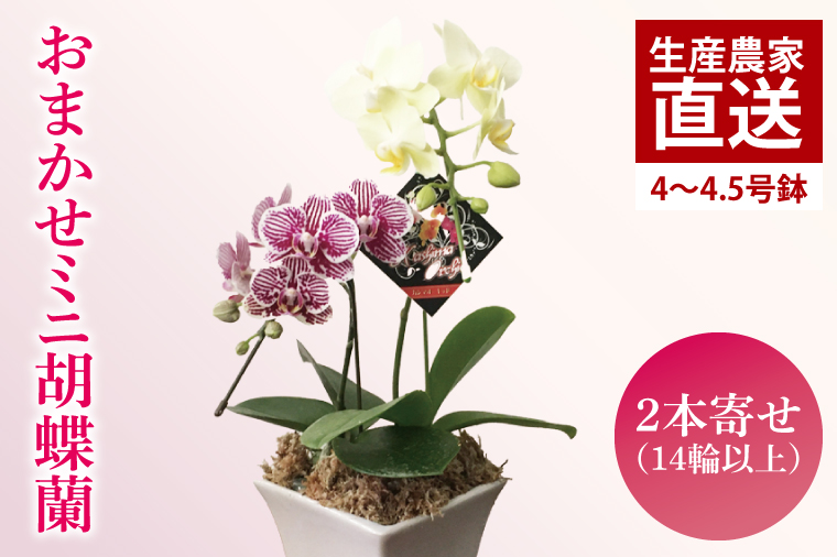 おまかせミニ胡蝶蘭（2本寄せ14輪以上）【陶器鉢】【お花 花 コチョウラン 胡蝶蘭 蘭 贈り物 プレゼント 誕生日 お祝い 誕生日 母の日 父の日 敬老の日 鹿嶋市 茨城県】（KAR-4）