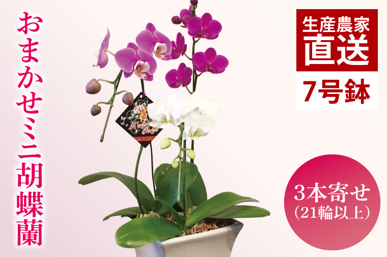 おまかせミニ胡蝶蘭（3本寄せ21輪以上）【陶器鉢】【お花 花 コチョウラン 胡蝶蘭 蘭 贈り物 プレゼント 誕生日 お祝い 誕生日 母の日 父の日 敬老の日 鹿嶋市 茨城県】(KAR-5)