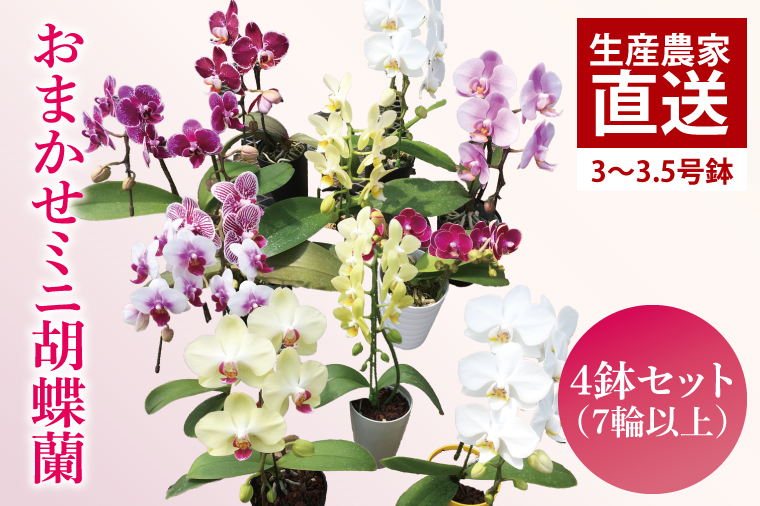 おまかせミニ胡蝶蘭（単鉢・7輪以上）4鉢セット【お花 花 コチョウラン 胡蝶蘭 蘭 贈り物 プレゼント 誕生日 お祝い 誕生日 母の日 父の日 敬老の日 鹿嶋市 茨城県】（KAR-7）