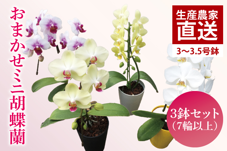 おまかせミニ胡蝶蘭（単鉢・7輪以上）3鉢セット【お花 花 コチョウラン 胡蝶蘭 蘭 贈り物 プレゼント 誕生日 お祝い 誕生日 母の日 父の日 敬老の日 鹿嶋市 茨城県】（KAR-8）