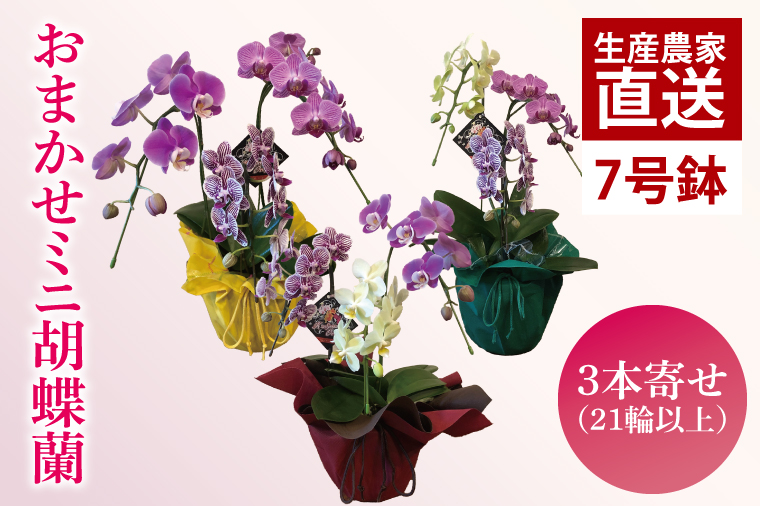 おまかせミニ胡蝶蘭（3本寄せMIX）【お花 花 コチョウラン 胡蝶蘭 蘭 ラッピング 贈り物 プレゼント 誕生日 お祝い 誕生日 母の日 父の日 敬老の日 鹿嶋市 茨城県】（KAR-9）