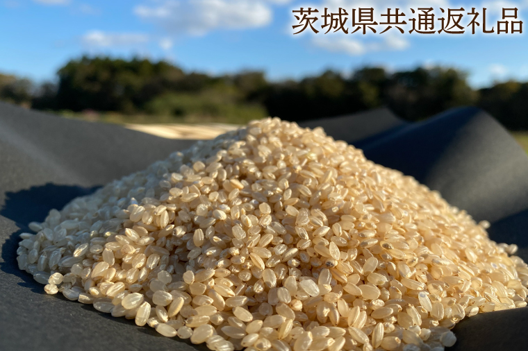 【栽培期間農薬不使用】R7年産 マキタ超こしひかり 玄米10kg【茨城県共通返礼品・行方市産】【おいしい お米 マキタ 減農薬 安心  鹿嶋市】（KBE-95）