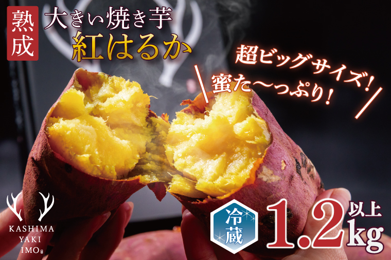 【先行予約】熟成 大きい焼き芋（紅はるか）1.2kg以上 【超ビックサイズ！リピーター続出！ 焼きいも 焼芋 焼き芋 焼きいも やきいも さつまいも 紅はるか 鹿嶋市】（KBK-48）