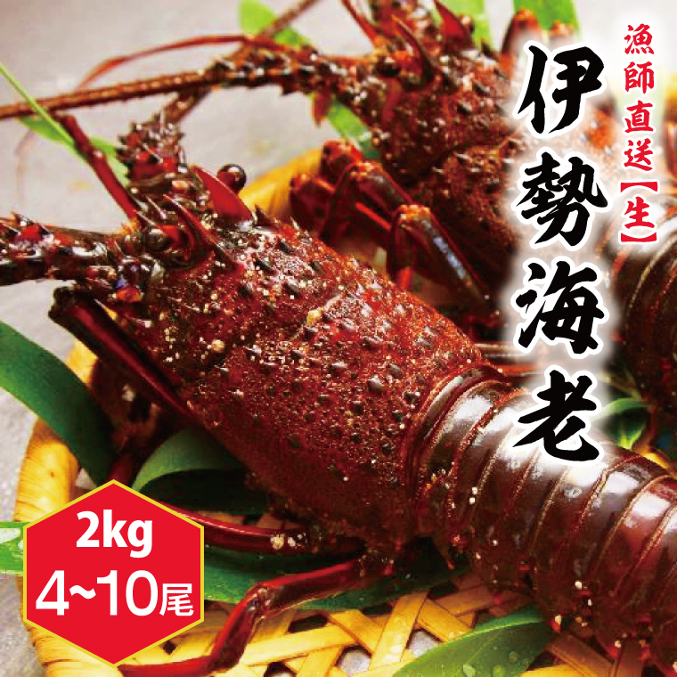 【漁師直送／生】伊勢海老（2kg／4〜10本）（KBL-23）
