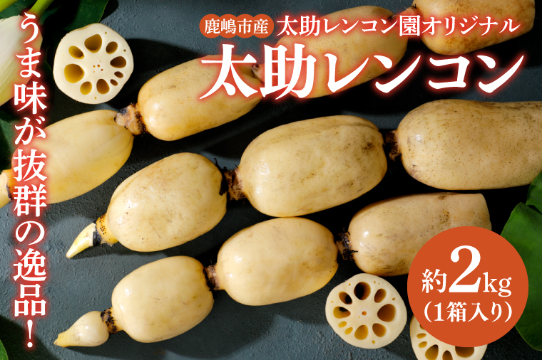 【先行予約】【奇跡のレンコン】茨城県鹿嶋市産 太助レンコン 約2kg 【れんこん 根菜 蓮根 れん根 2キロ 10000円以内 1万円以内】（KBU-1）
