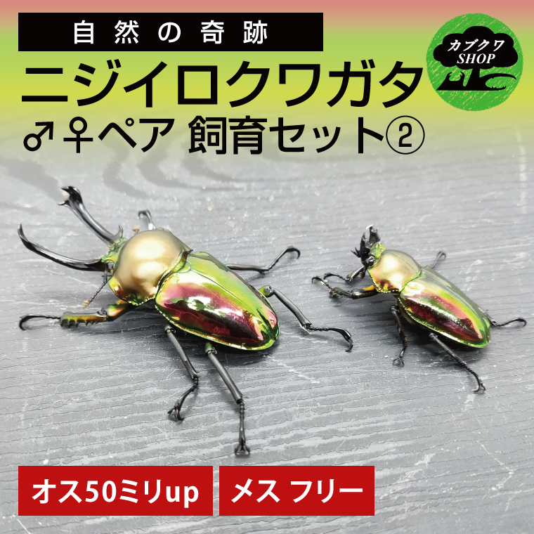 ニジイロクワガタ オスメス ペア飼育セット②【クワガタ クワガタムシ 昆虫 虫  飼育 セット 夏休み 自由研究 鹿嶋市 茨城県】（KBY-10）