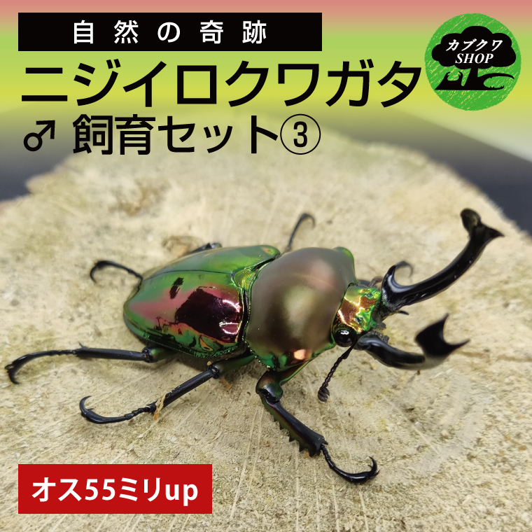 ニジイロクワガタ オス飼育セット③【クワガタ クワガタムシ 昆虫 虫  飼育 セット 夏休み 自由研究 鹿嶋市 茨城県】（KBY-11）