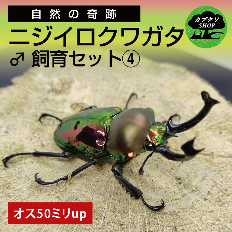 ニジイロクワガタ オス飼育セット④【クワガタ クワガタムシ 昆虫 虫  飼育 セット 夏休み 自由研究 鹿嶋市 茨城県】（KBY-12）