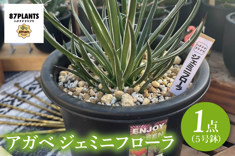 【注目!!】アガベ ジェミニフローラ【年中外管理強い】【根鉢現状出品】 【大株】 注目!!】アガベ ジェミニフローラ【年中外管理強い】【根鉢現状