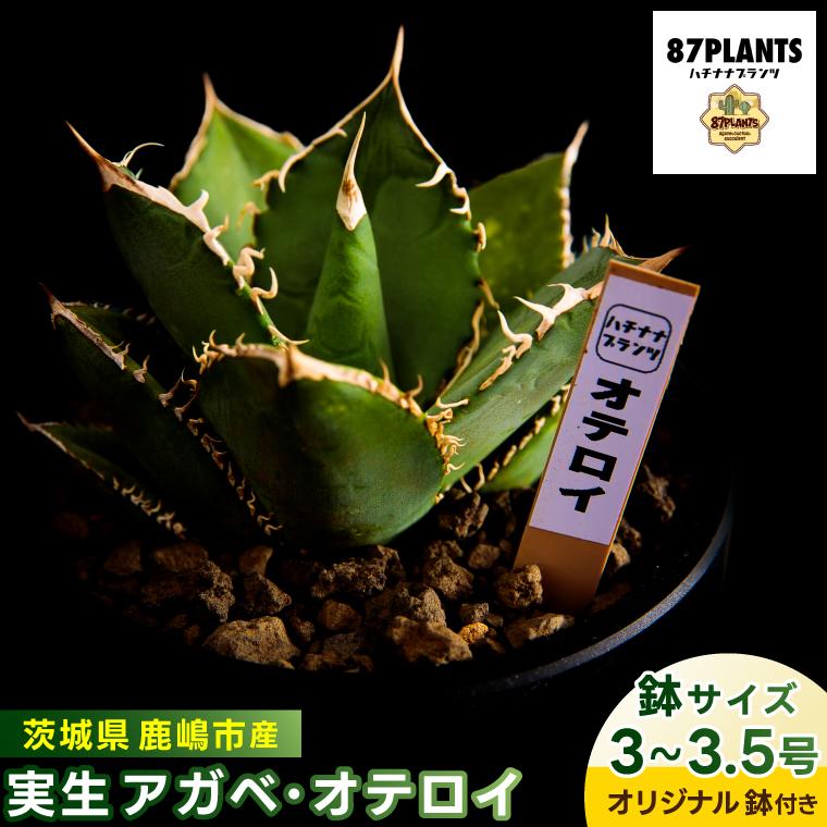 鹿嶋市産 実生アガベ・オテロイ オリジナル鉢付き（3～3.5号鉢サイズ）【アガベ オテロイ 多肉植物 鉢 茨城県 鹿嶋市】（KCP-12）