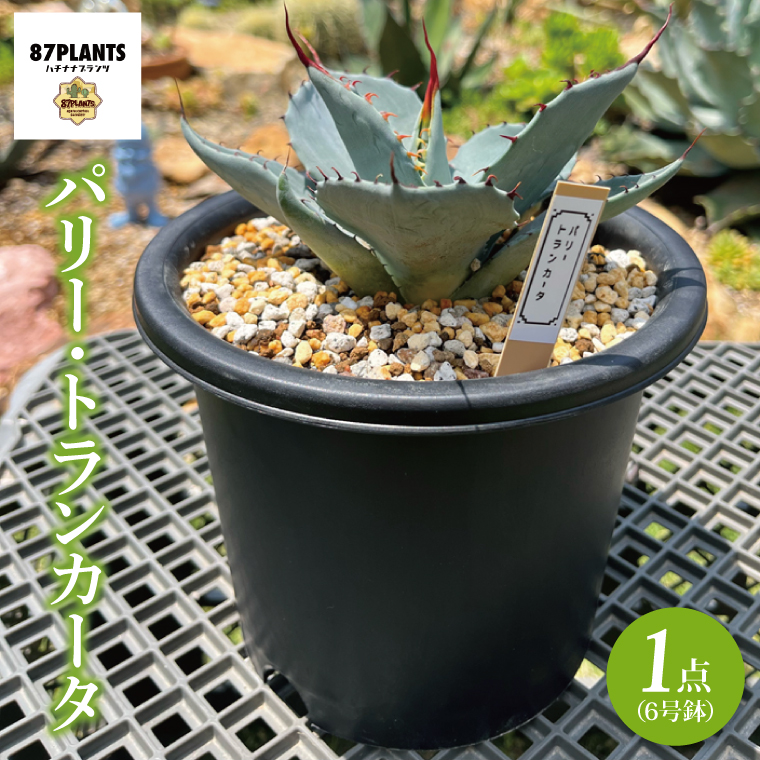 アガベ　パリー・トランカータ 6号鉢 鹿嶋市産 実生（KCP-29-b）